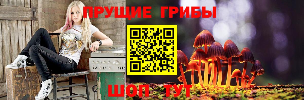 Псилоцибиновые грибы Psilocybe Прохладный